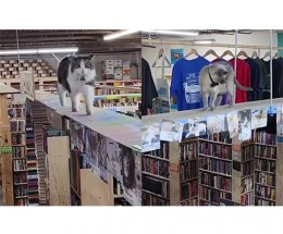 Магазинные коты сделали книжный знаменитым
